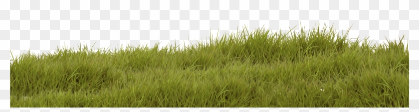 Herbe3 - Sweet Grass Clipart #192592