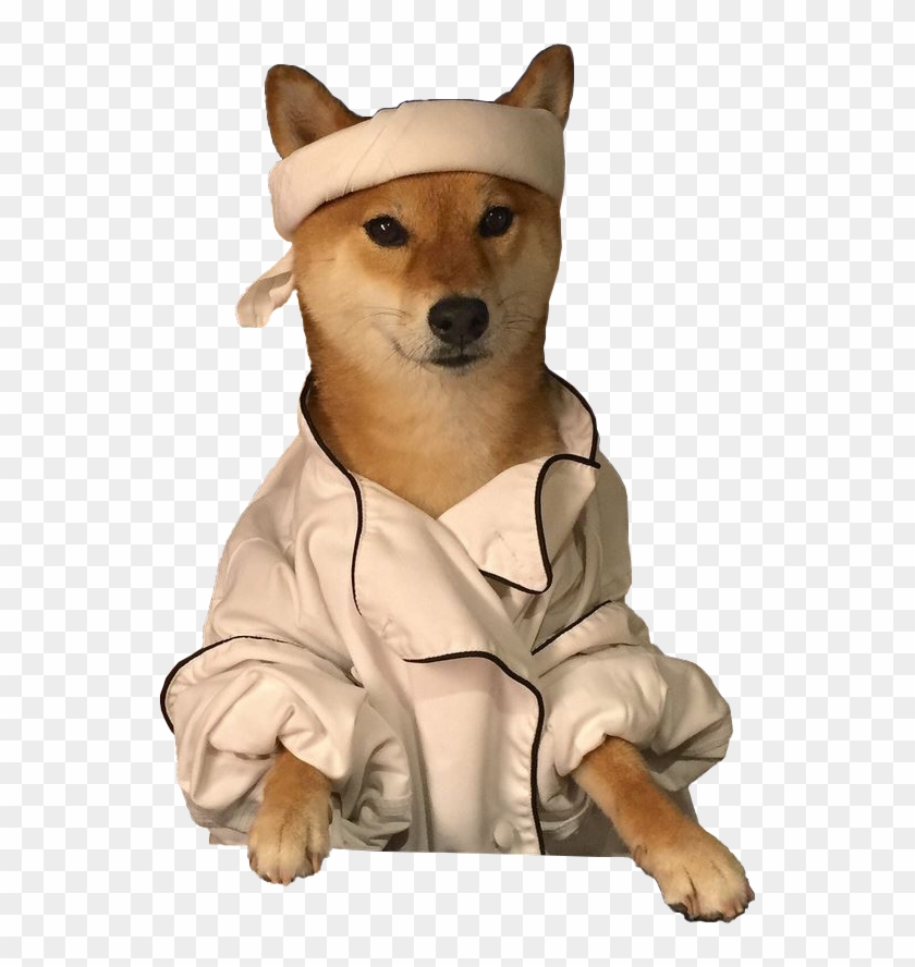 Shiba Inu Wearing Sushi Chef Attire - Shiba Inu Eating Sushi Clipart
