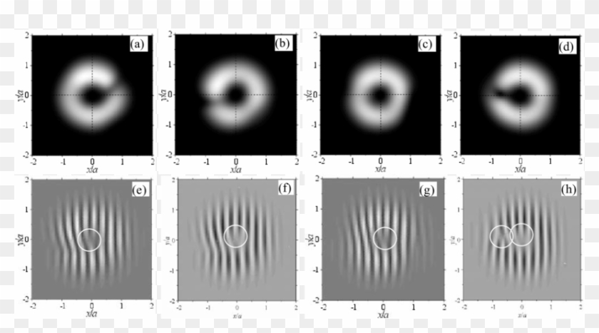 The Calculated Energy Density Distributions Of The - Interference Laguerre Gaussian Mode Clipart