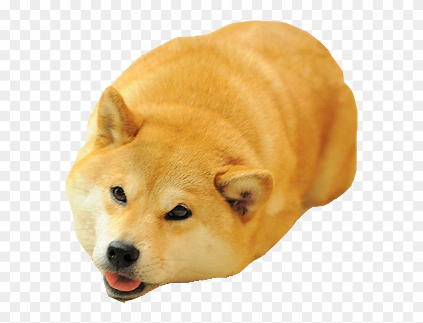 Shiba Dog's Head Messages Sticker-2 - Funny Shiba Inu Face Clipart