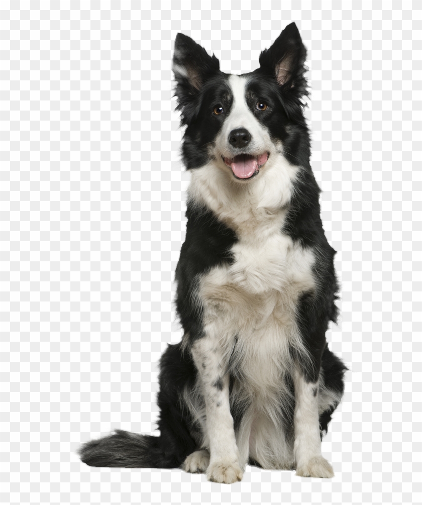 Freeuse Download Rough Shiba Inu German Shepherd Transprent - Border Collie White Background Clipart