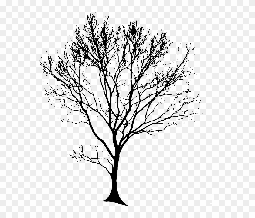 Tree Drawing Png Clipart #197181