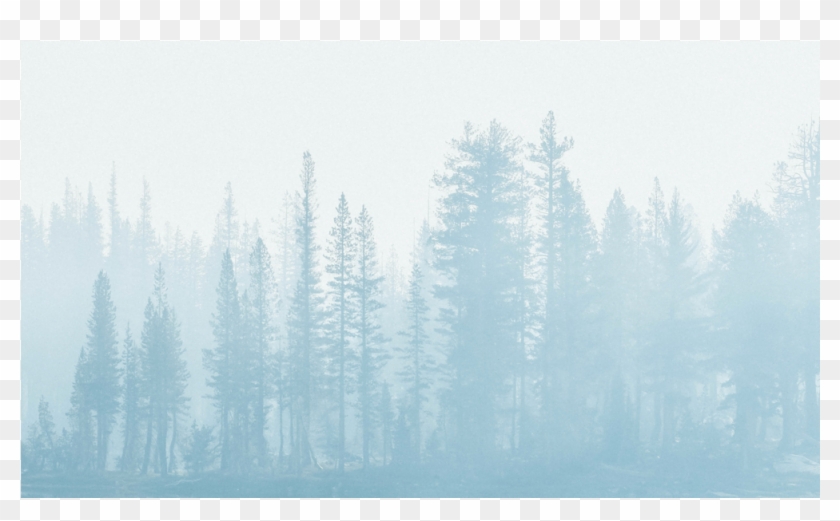 Score 50% - Spruce-fir Forest Clipart