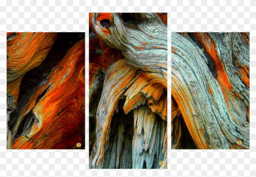 A Crazy Time At Treeline Bristlecone Stump On Mt Evans Clipart Pikpng