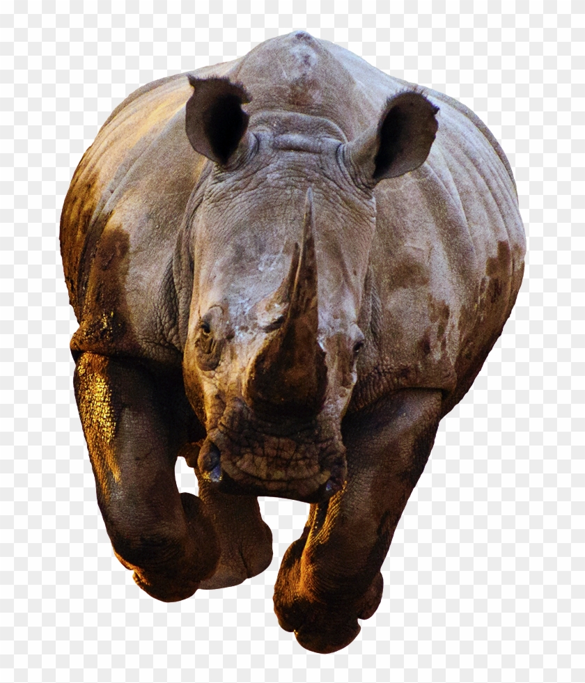Rhino Png Clipart #197765