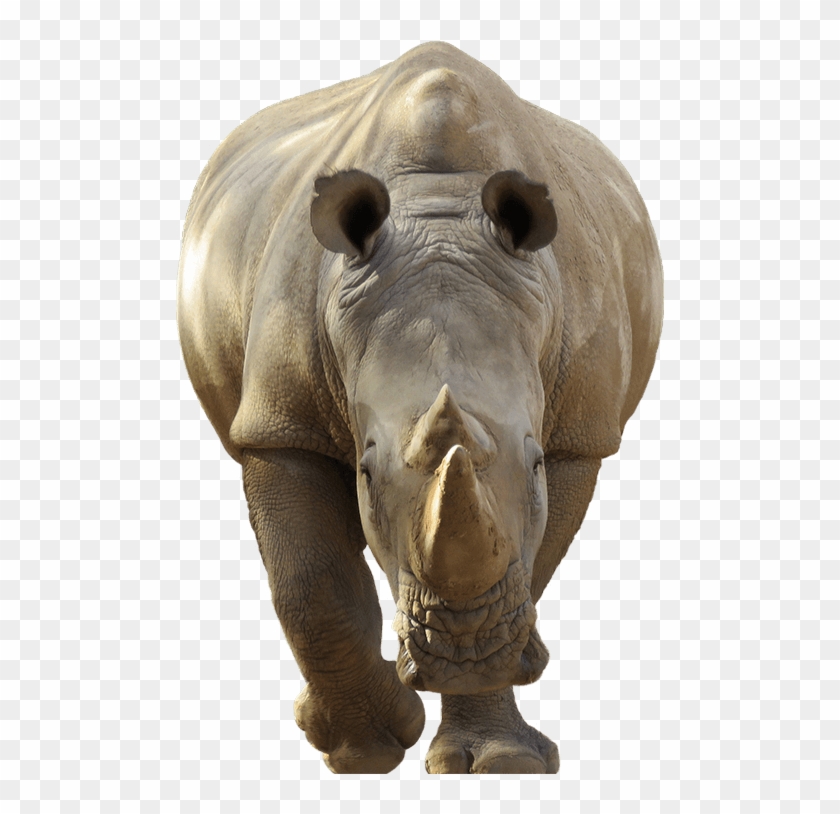 Rhino Png Clipart #198029