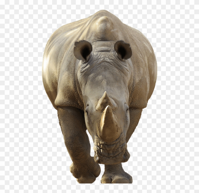 Rhino Png Clipart