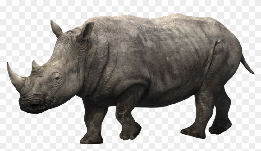 Rhino Without A Horn Animation Clipart #198551