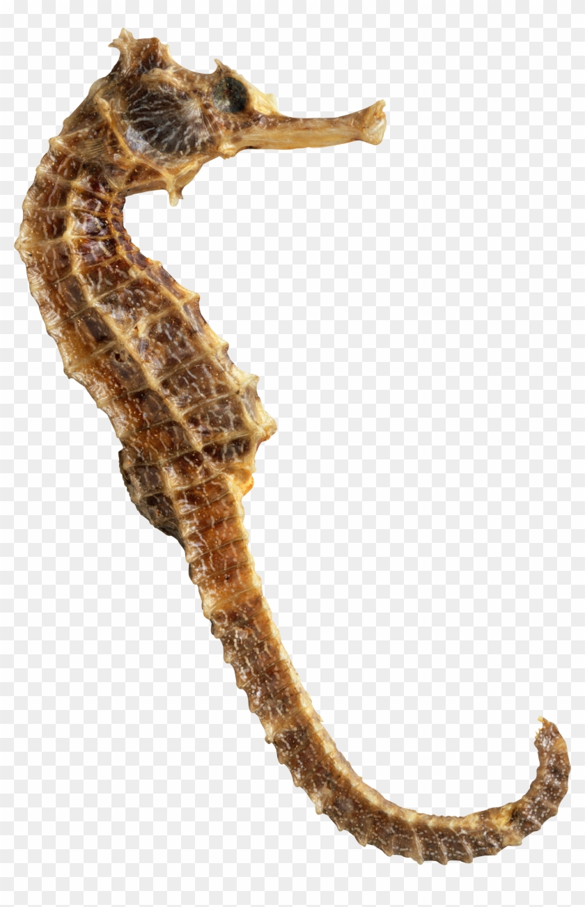 Sea Horse Without Background Clipart #199059