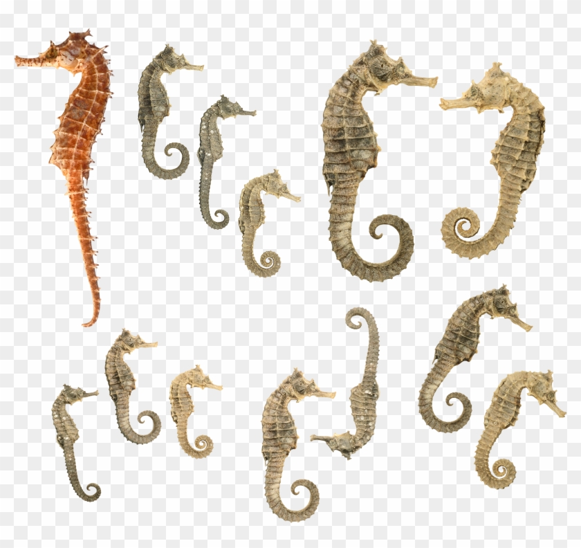 Морской Конёк Clipart