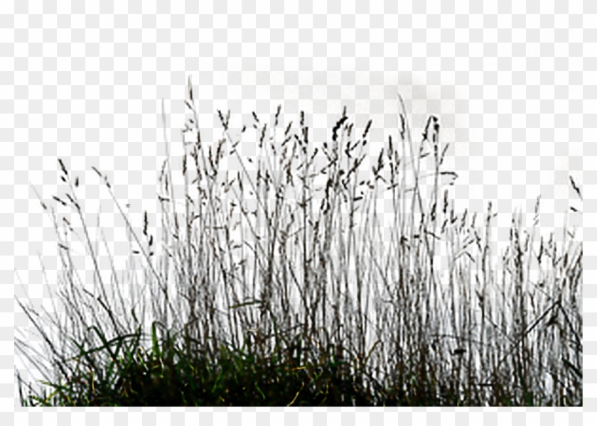 Ftestickers Sticker - Grass Black And White Png Clipart #199456