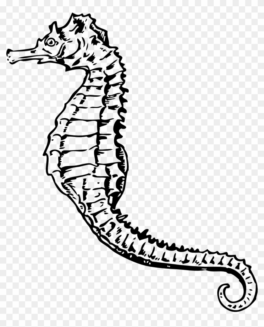 Seahorse Clipart - Png Download