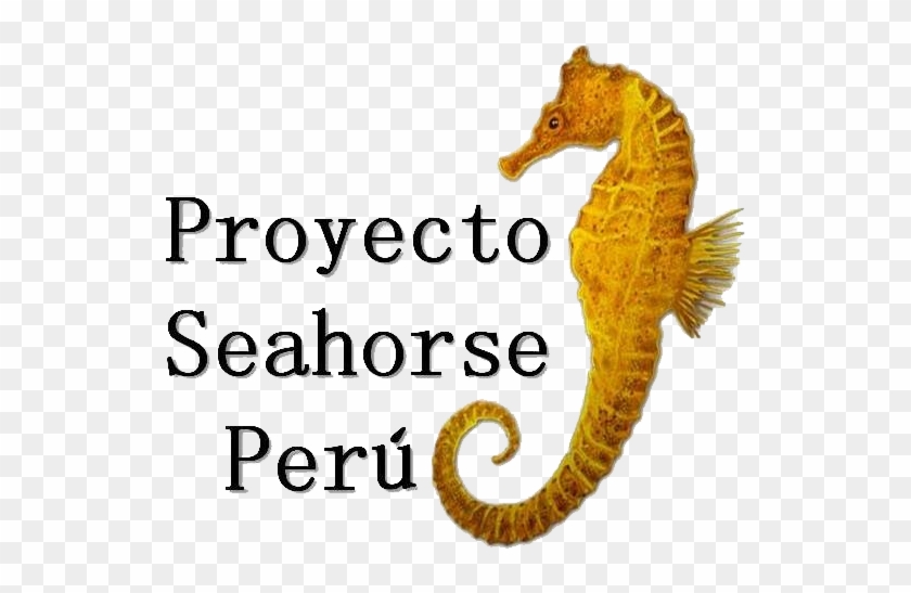 Seahorse Clipart