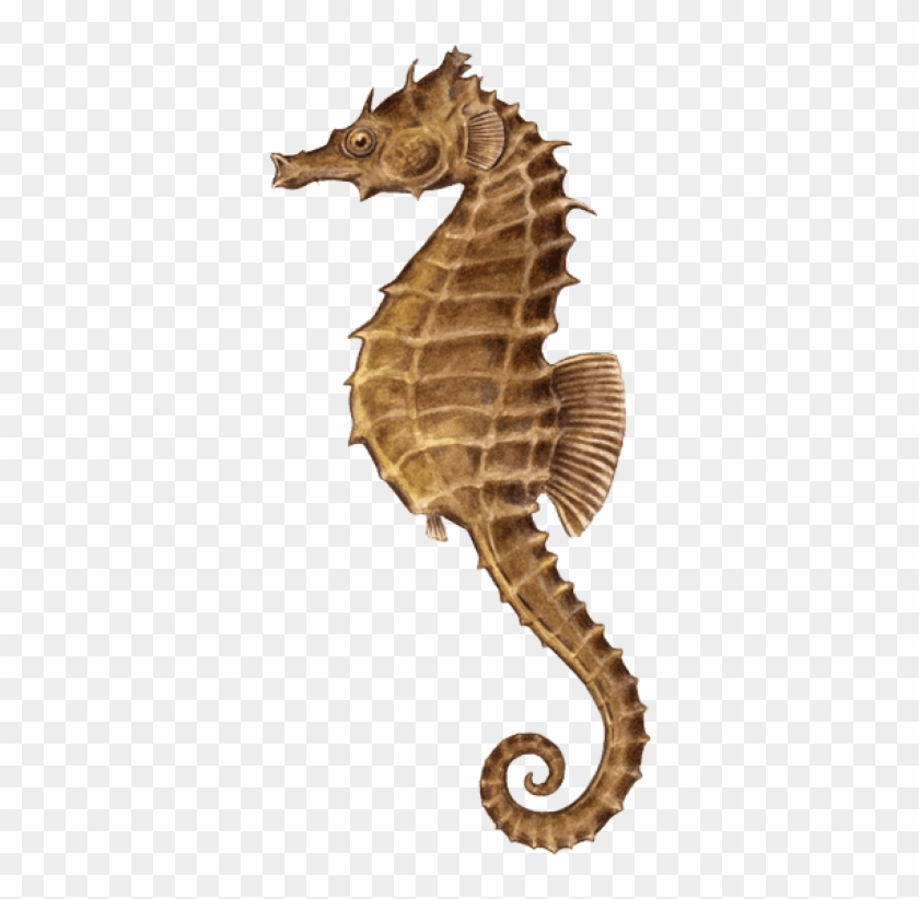 Free Png Download Seahorse Illustration Png Images - Seahorses Png Clipart