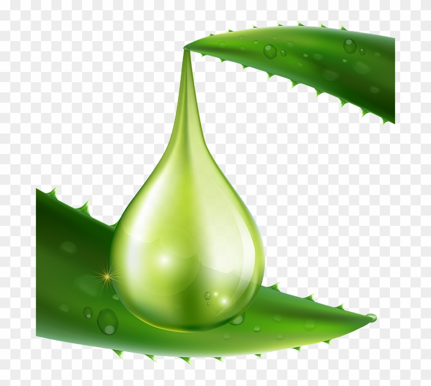 Aloe Vera Carrier - Aloe Vera Clipart