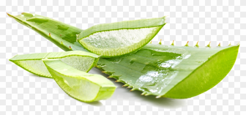 Aloe Vera - Revital Blu Jeunesse Clipart