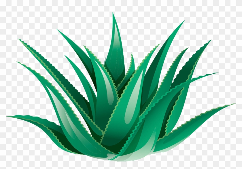 Clipart Black And White Library Aloe Vera Icon Transprent - Png Download #1900300