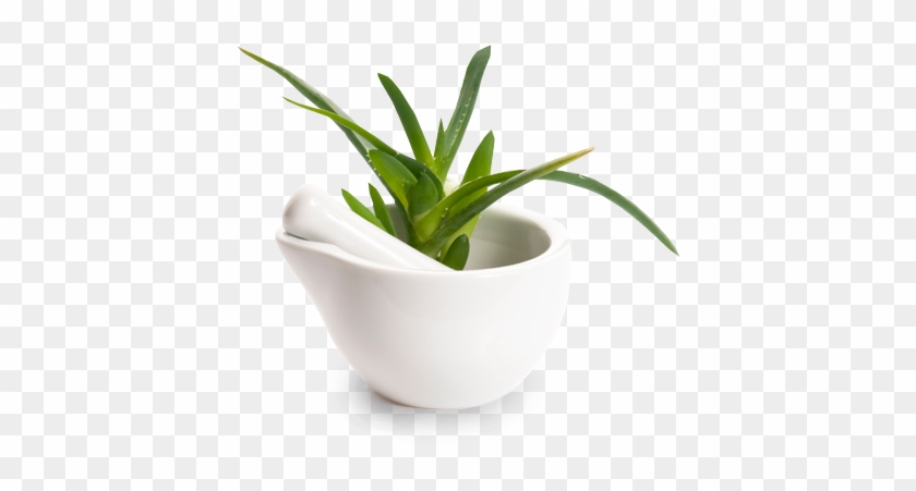 Aloe Vera Is A Plant That Maybe You Even Grow At Home - Aloe Vera Clipart