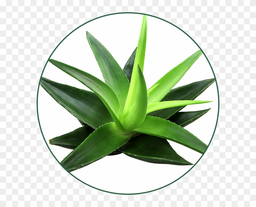 Gel De Aloe Vera - Aloe Vera Clipart #1900507