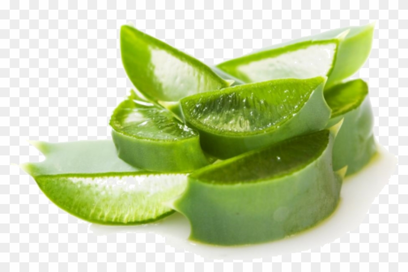 Aloe Vera Clipart #1900578