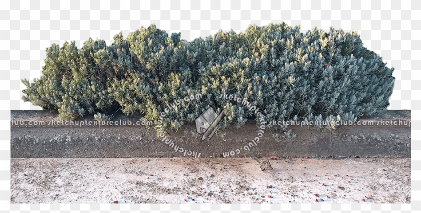 Tree Texture Png - Jumping Cholla Clipart #1901075