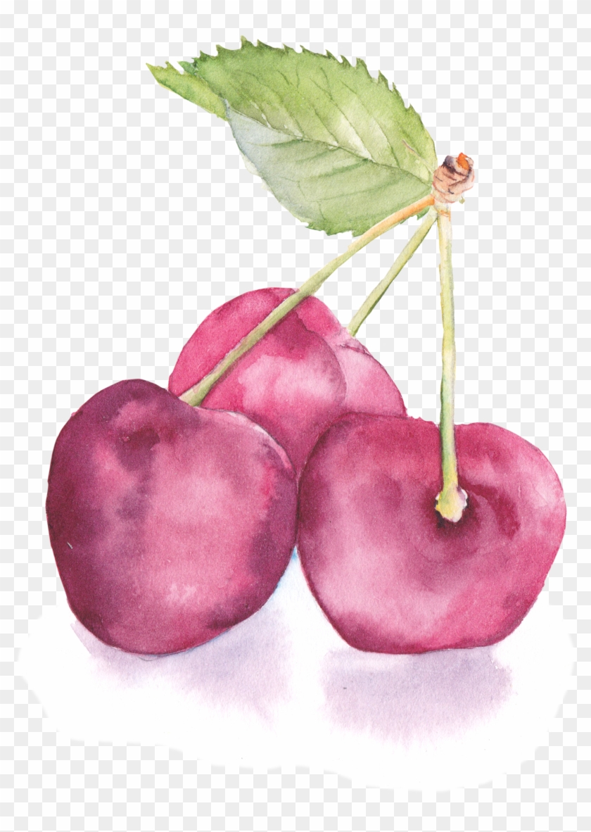 Banner Freeuse Flowers Painting Cherry Transprent Png - Watercolor Cherry Png Clipart #1901198