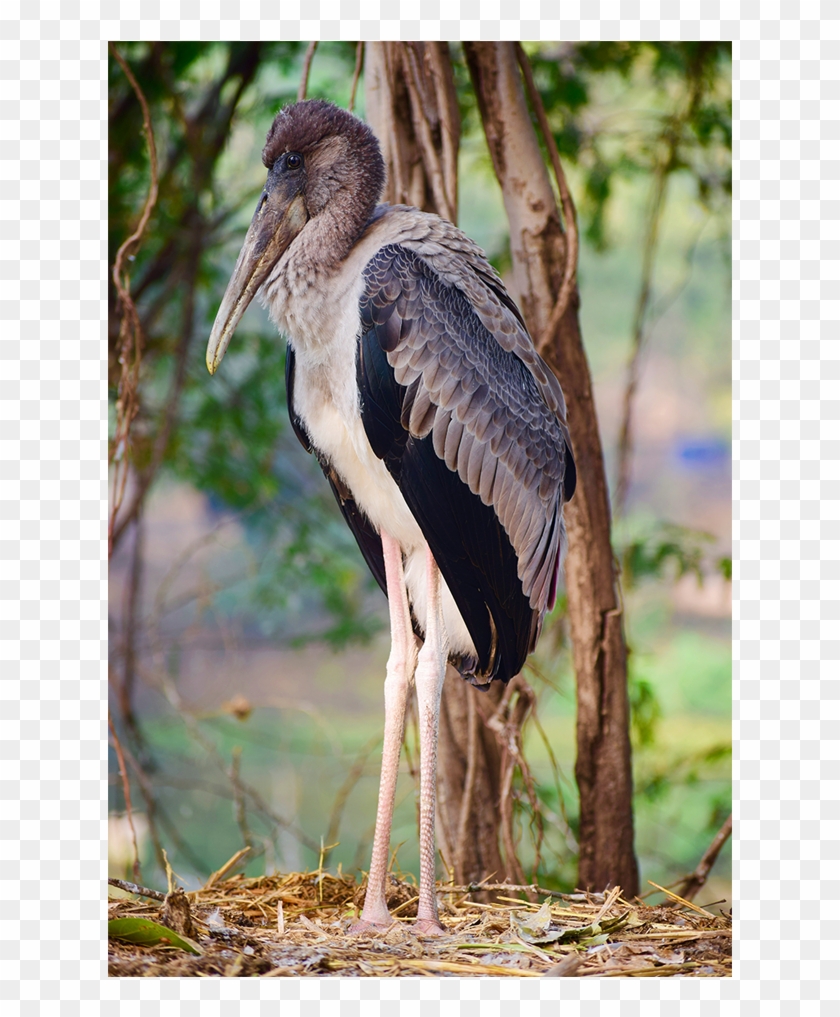 The Thinker - Marabou Stork Clipart #1901832