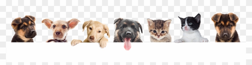 Pets Png - Dog Clipart