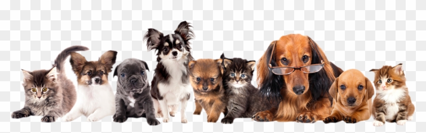Pets Png - Group Of Different Puppies Clipart