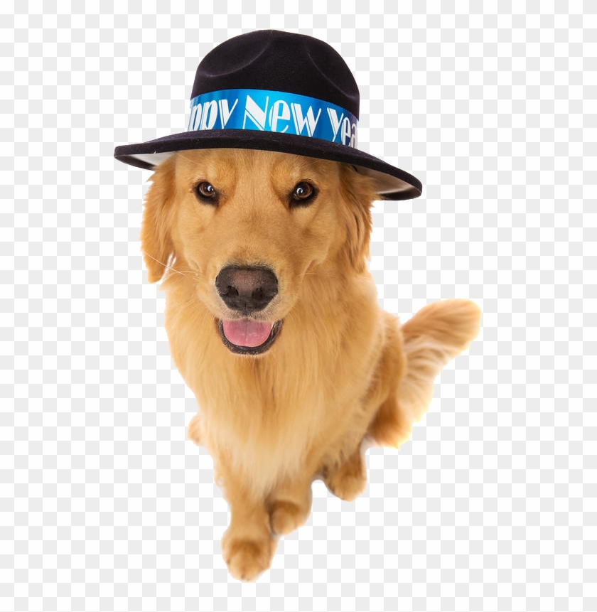Southeastern Guide Dogs As The New Year Clipart