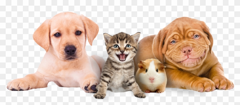 Pets Png Clipart #1902405