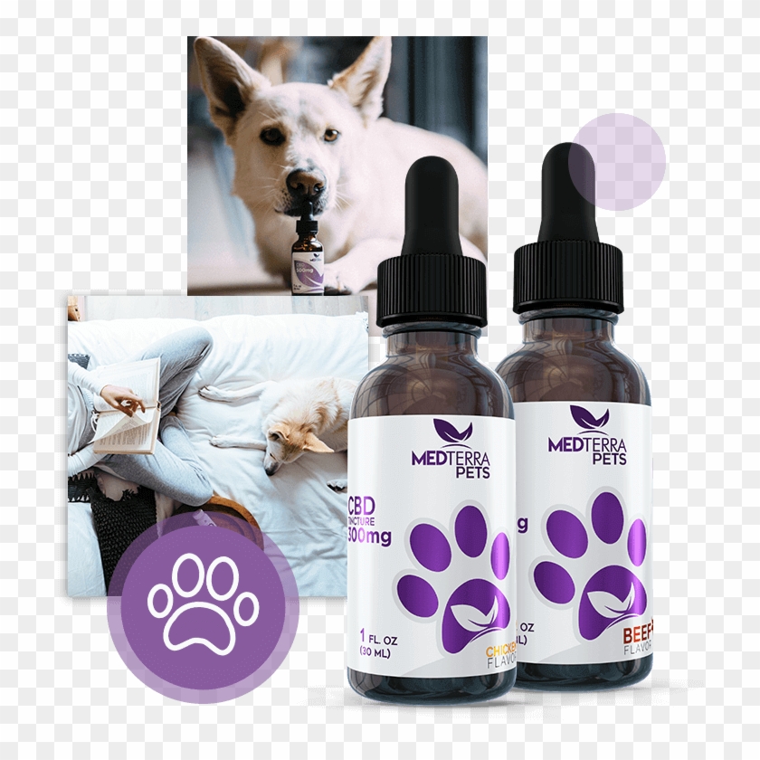 Medterra Pets Family Shoot Clipart #1902536