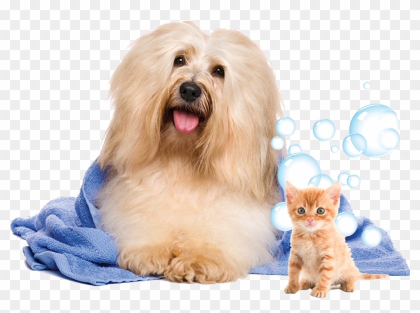 Pets Png - Pet Wash Clipart #1902779