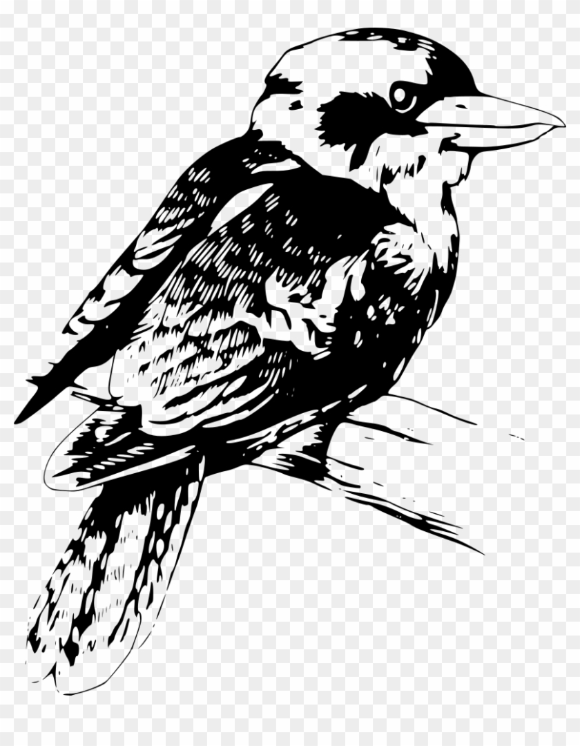 Bird Clipart Kookaburra - Png Download