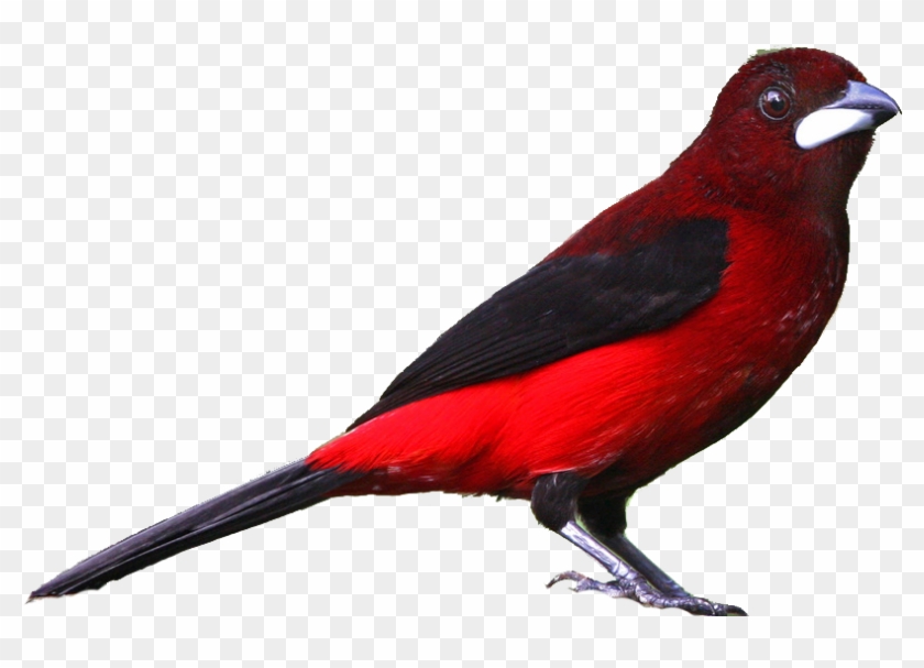 Realistic Clipart - Png Download