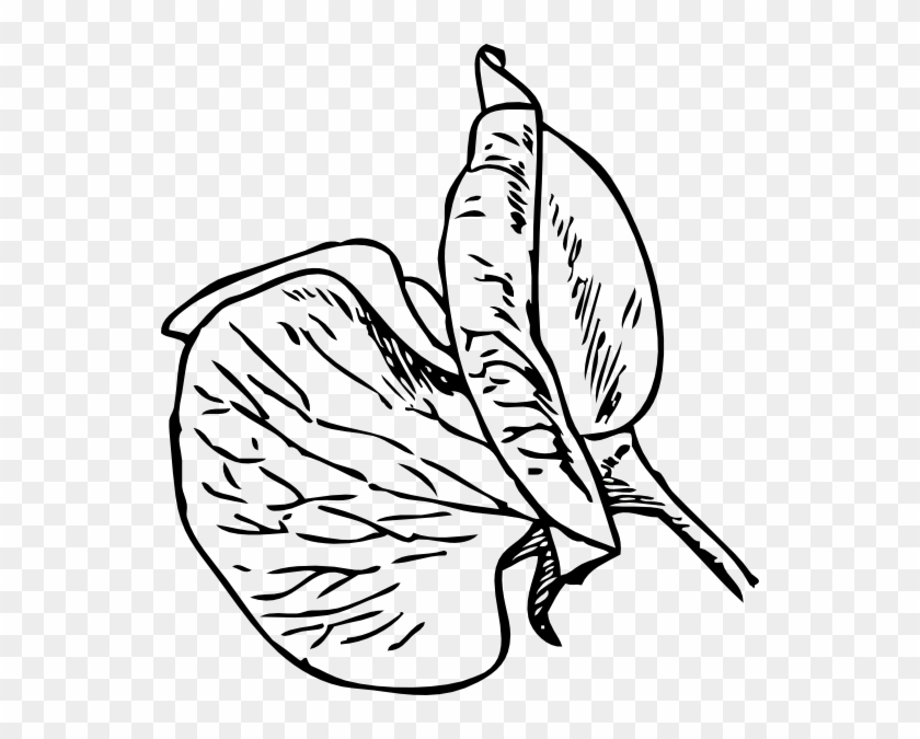 Picture Freeuse Stock Pea Flower Clip Art Panda Free - Pea Flower Clipart - Png Download