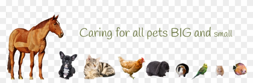 Caring For Pets Big And Small - Pets Big To Small Clipart