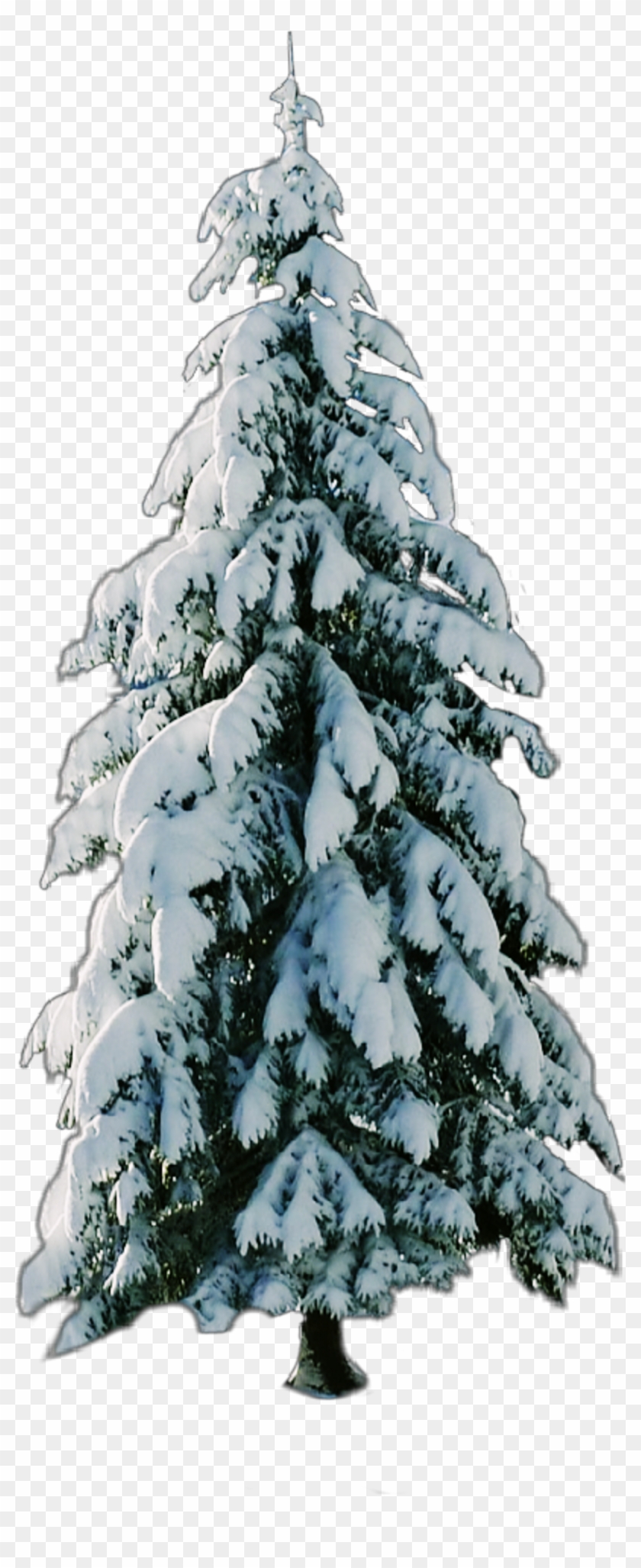 Christmas Tree , Png Download - Christmas Tree Clipart