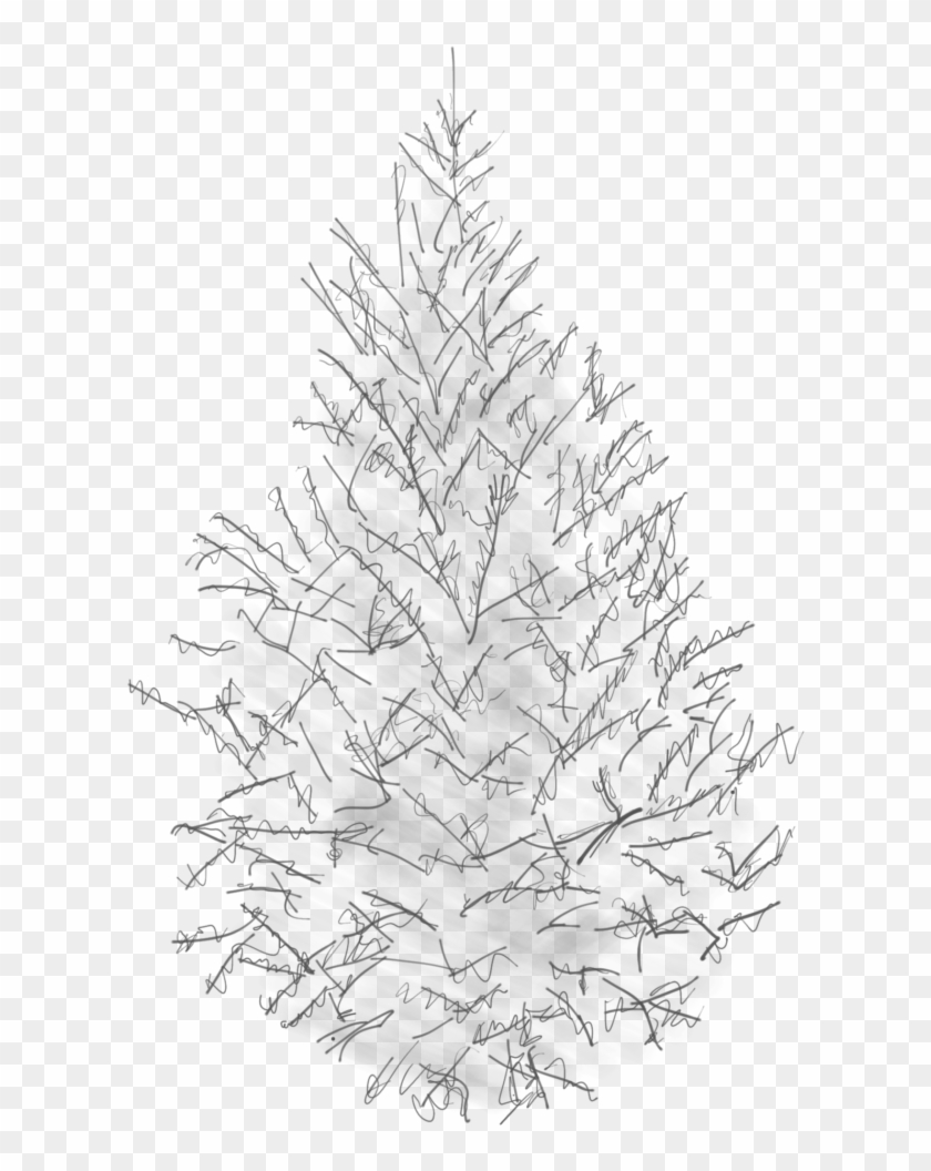 Sketch Of A Canaan Fir Clipart