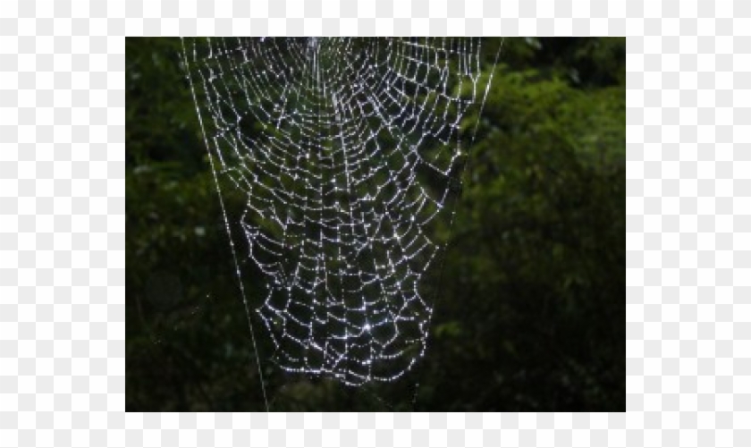 Spider Web Clipart #1909406
