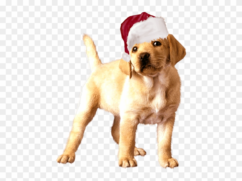 En Png Con Fondo Transparente Y En Tamaño 1024 X - Cane Clipart