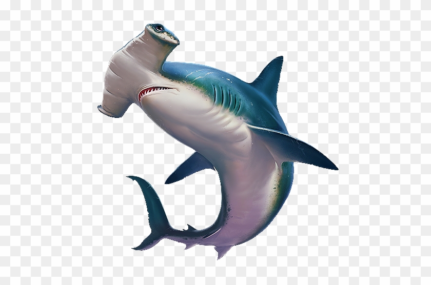 Why Is A Thresher Shark's Tail So Long And What's A - Tiger Shark Clipart #1911121