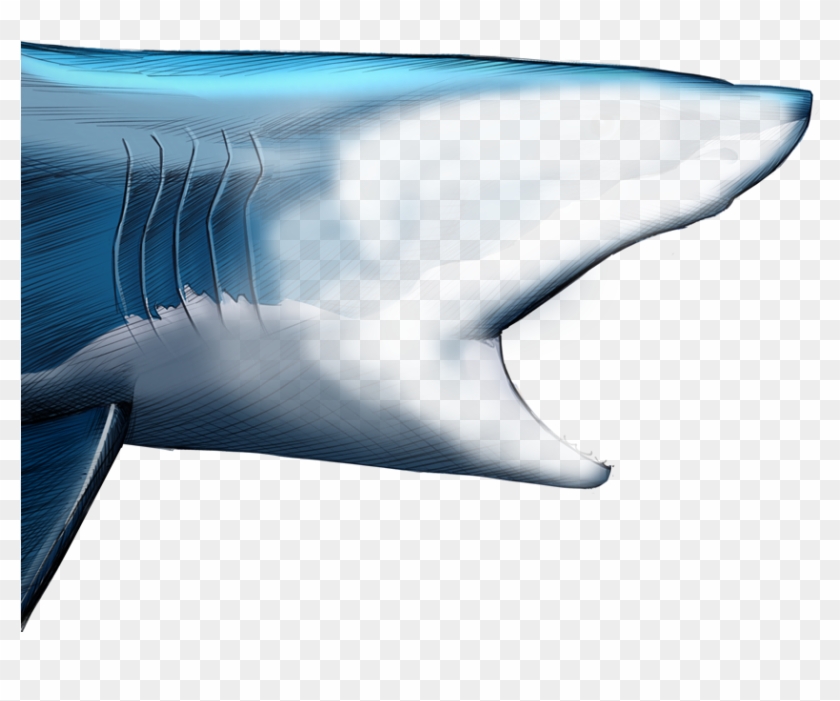 Unlike Most Animals, A Shark's Upper Jaw Is Not Firmly - Spinner Dolphin Clipart #1911210