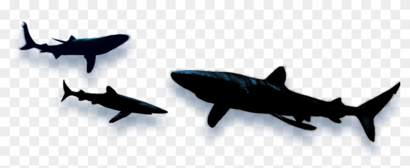 Shark Shadow Images - Shark Shadow Png Clipart #1911577