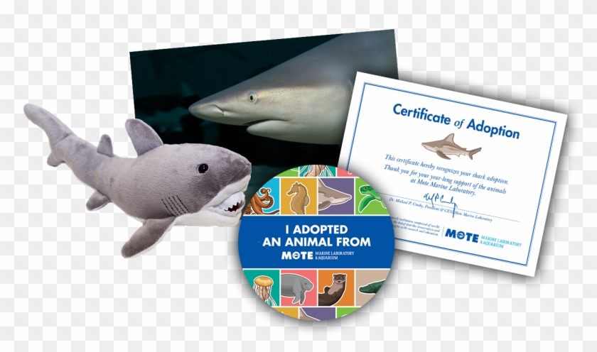 Items Included In Buddy Package - Great White Shark Clipart #1911604