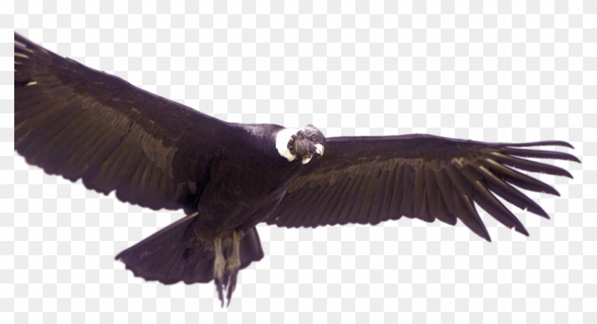 Animales De Colombia Png Clipart