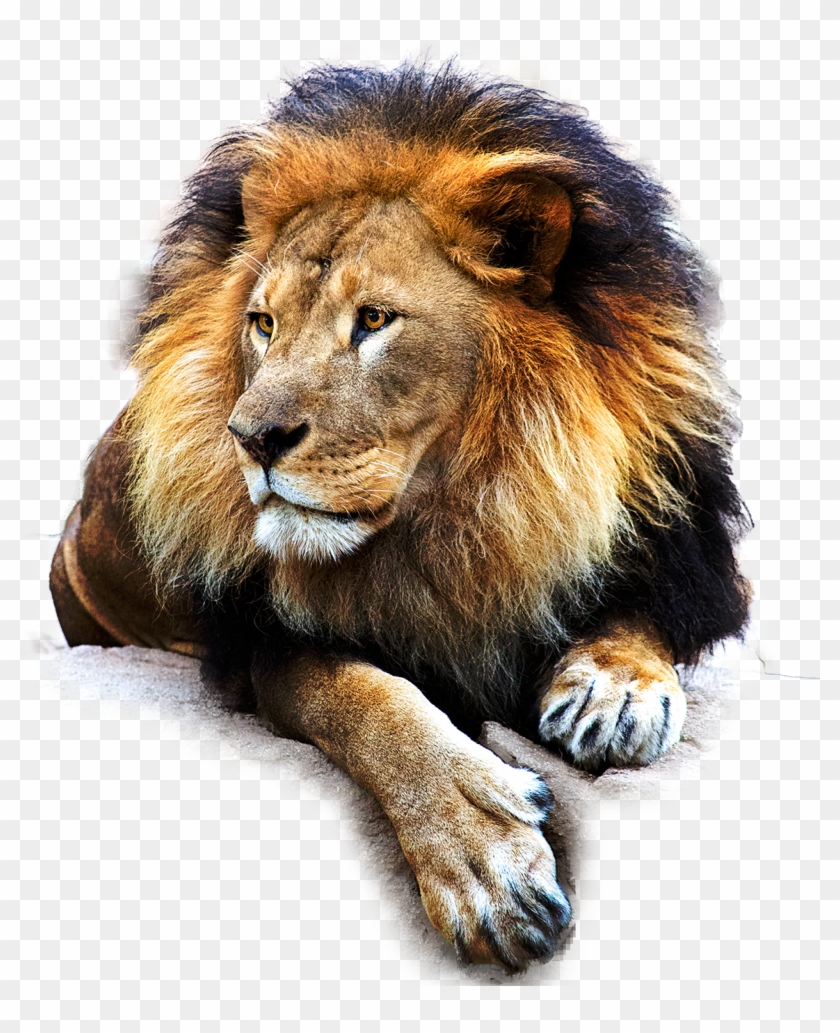 Leon Png - Leon En Png Clipart #1915118