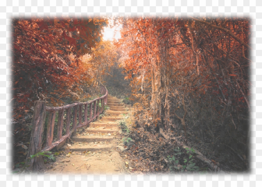 These Somnambulist Beavercreekians Have Indian Summers - Forest Road Fantasy Art Clipart #1918851