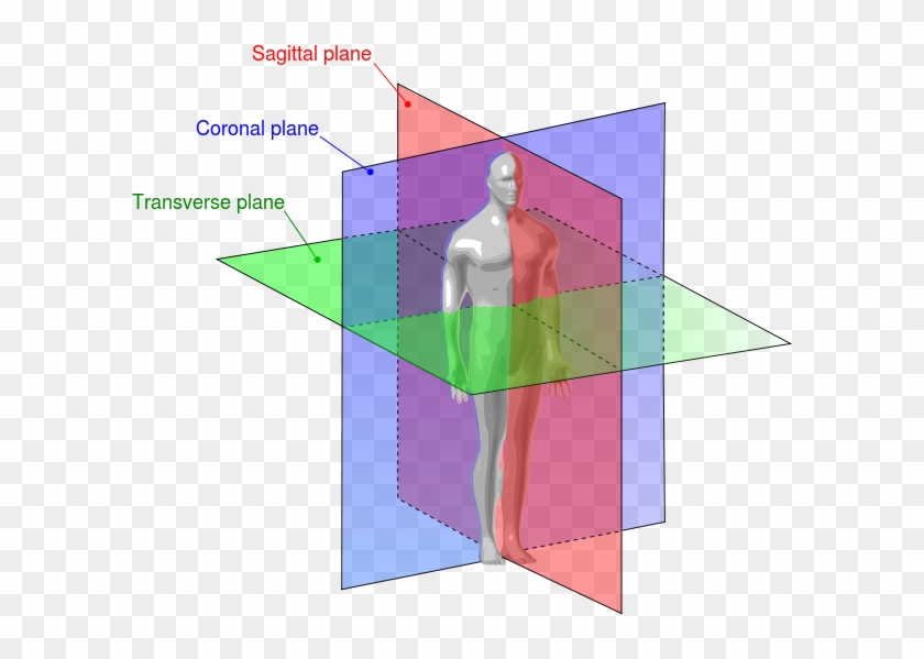 Human Anatomy Planes - Plan Sagittal Frontal Et Transversal Clipart