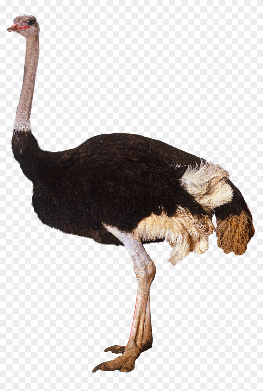 Ostrich Standing - Ostrich Transparent Clipart